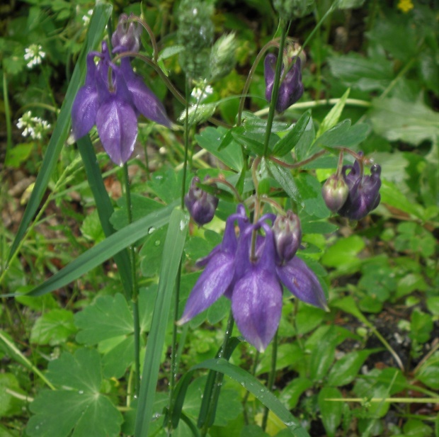 orlíček obyčajný Aquilegia vulgaris L.