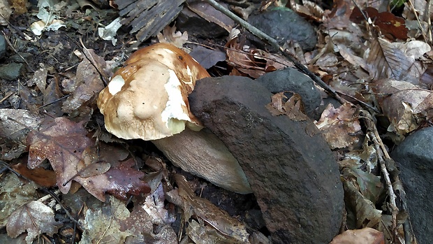 hríb dubový Boletus reticulatus Schaeff.