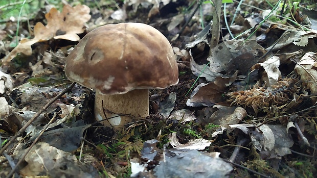 hríb dubový Boletus reticulatus Schaeff.