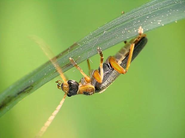 snehuľčík Cantharis nigricans