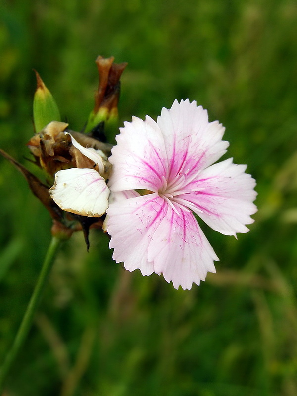 klinček kartuziánsky-albín Dianthus carthusianorum L.