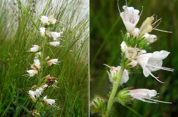 hadinec obyčajný-albín Echium vulgare L.