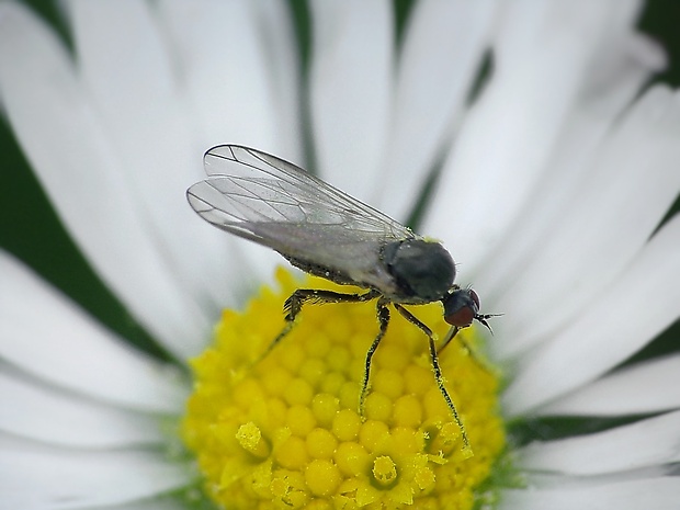 krúživka ♀ Empis (s.str.) pennipes  Linnaeus, 1758