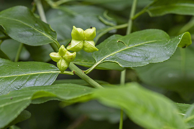 bršlen európsky Euonymus europaeus L.