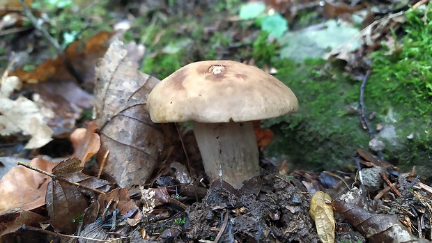 kozák hrabový Leccinum pseudoscabrum (Kallenb.) Šutara