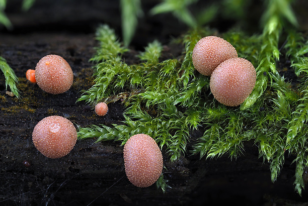 vlčinka červená Lycogala epidendrum (J.C. Buxb. ex L.) Fr.