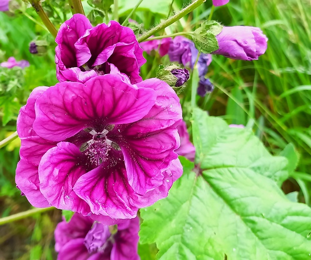 slez maurský Malva mauritiana