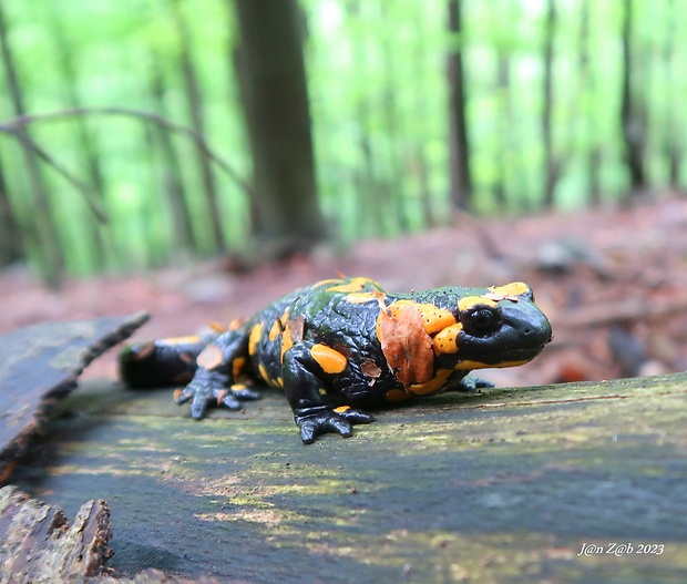 salamandra škvrnitá  Salamandra salamandra