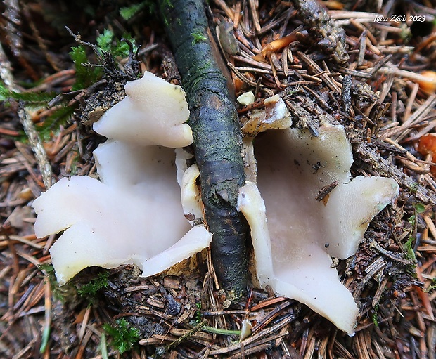 tulipánovka fialová Sarcosphaera coronaria (Jacq.) J. Schröt.