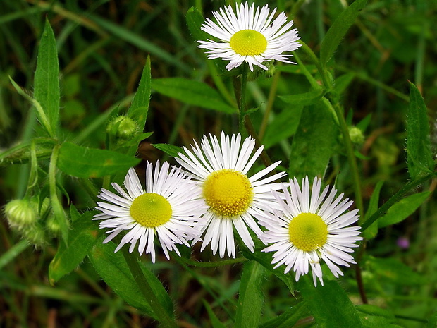 hviezdnik ročný Stenactis annua (L.) Nees