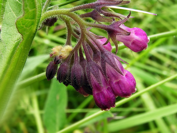 kostihoj lekársky Symphytum officinale L.