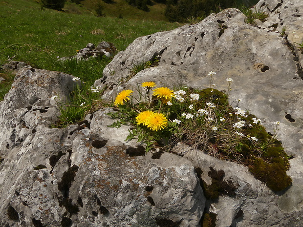 púpava  Taraxacum sect. Alpina Haglund