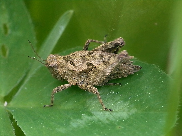 koníček dvojbodkový ♂ Tetrix bipunctata (Linnaeus, 1758)