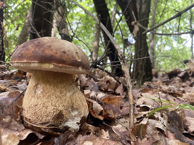 hríb dubový Boletus reticulatus Schaeff.