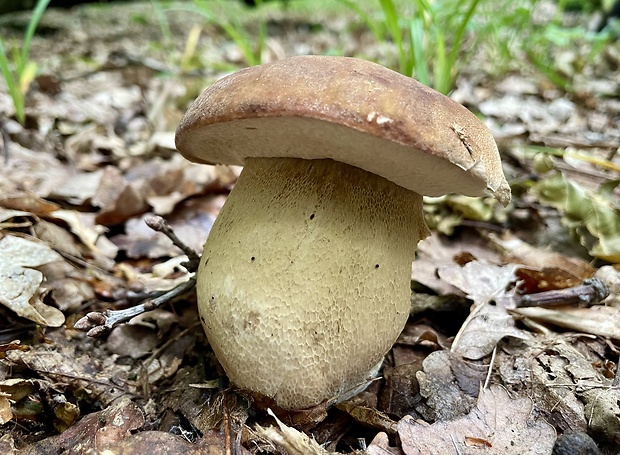 hríb dubový Boletus reticulatus Schaeff.