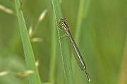 šidielko ploskonohé ♀