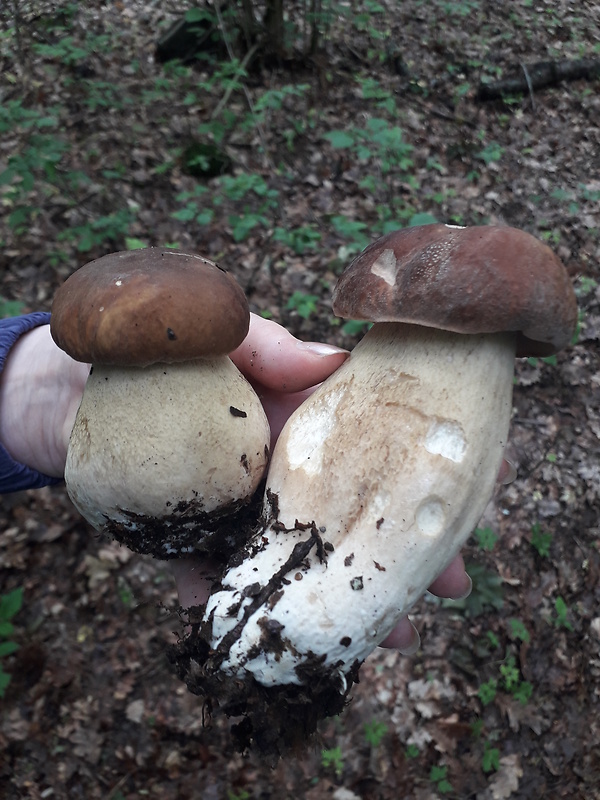 boletus reticulatus