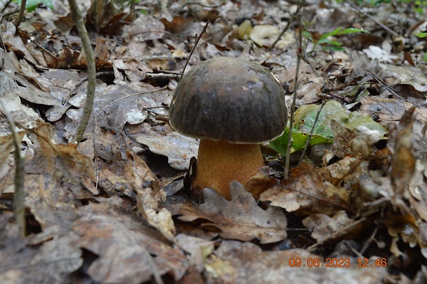 hríb bronzový Boletus aereus Bull. ex Fr.