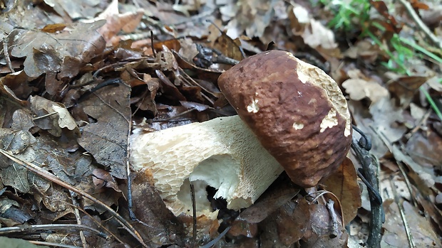 hríb smrekový Boletus edulis Bull.