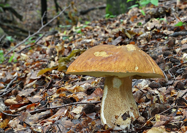 hríb dubový Boletus reticulatus Schaeff.