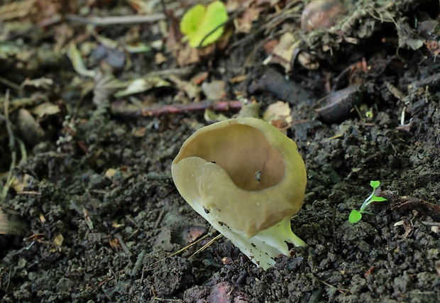 chriapač kalíškovitý Helvella acetabulum (L.) Quél.