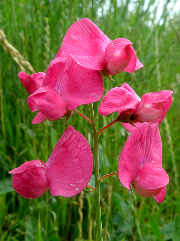 hrachor hľuznatý Lathyrus tuberosus L.