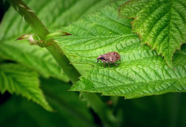 cikádka (sk) / kornatka hajní (cz) Mycterodus cuniceps (Melichar, 1906)