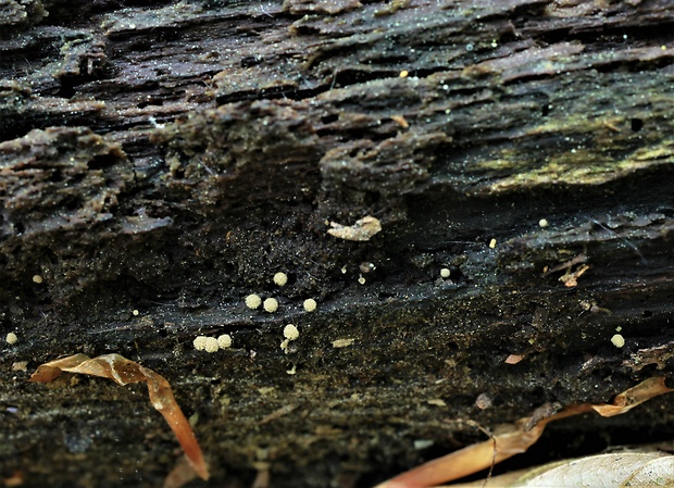 slizovka Myxomycetes