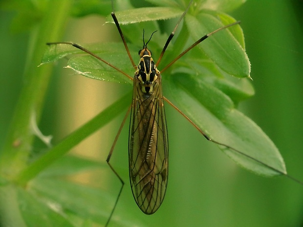 tipuľa ♀ Nephrotoma appendiculata  (Pierre, 1919)