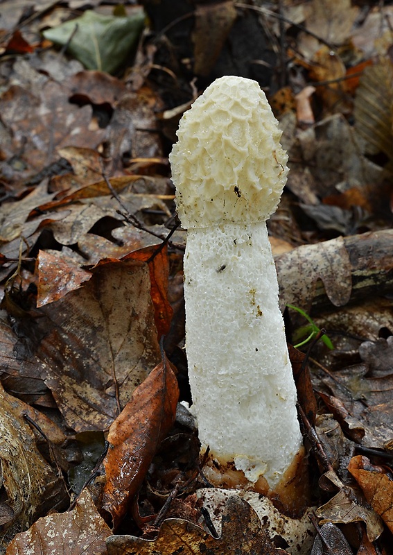 hadovka smradľavá Phallus impudicus L.