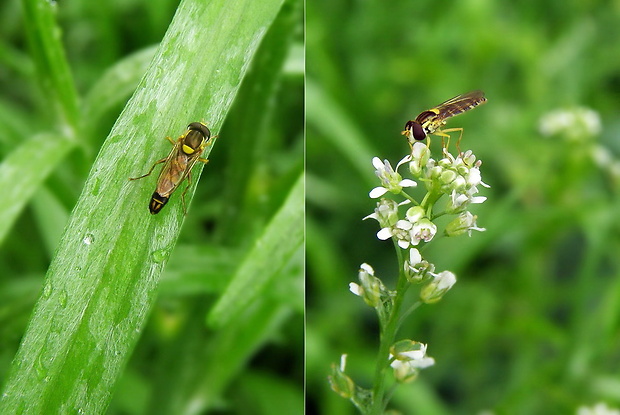 pestrica ♂ + ♀ Sphaerophoria rueppelli (Wiedemann, 1820)