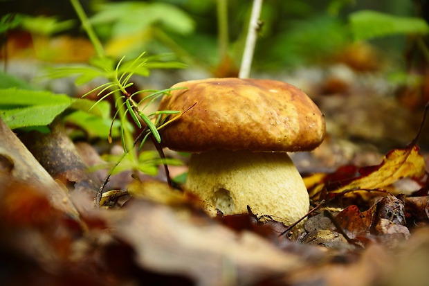 hríb dubový Boletus reticulatus Schaeff.