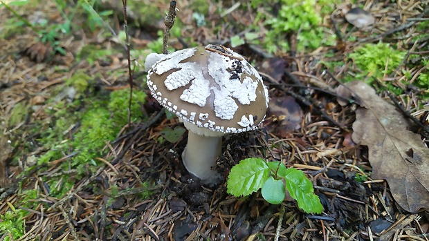 muchotrávka hrubá Amanita excelsa (Fr.) Bertill.