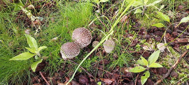 muchotrávka hrubá Amanita excelsa (Fr.) Bertill.