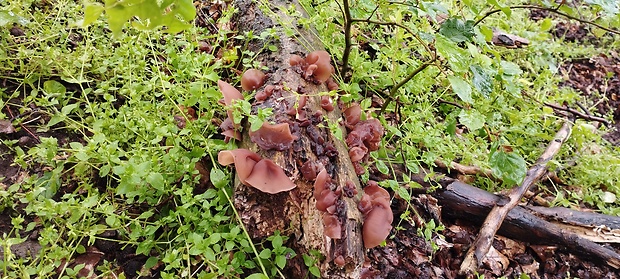 uchovec bazový Auricularia auricula-judae (Bull.) Quél.