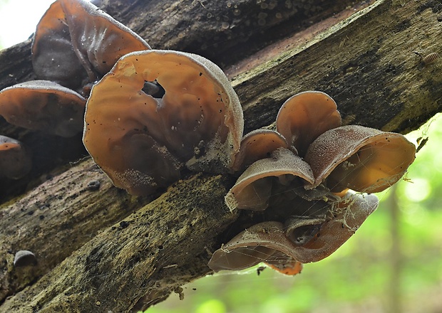 uchovec bazový Auricularia auricula-judae (Bull.) Quél.