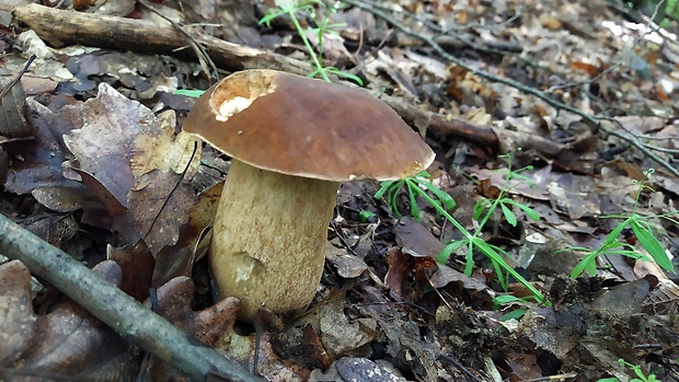 hríb dubový Boletus reticulatus Schaeff.