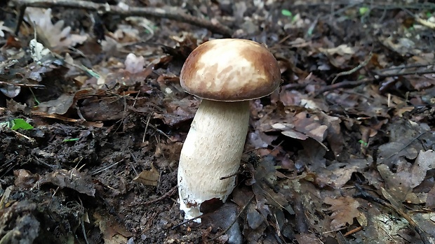 hríb dubový Boletus reticulatus Schaeff.