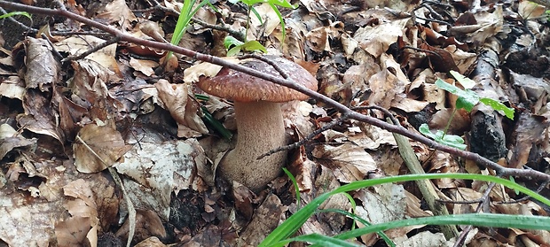 hríb dubový Boletus reticulatus Schaeff.