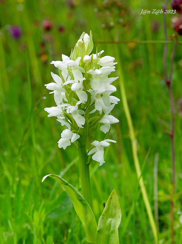 vstavačovec májový pravý Dactylorhiza majalis subsp. majalis (Reincherb.) Hunt & Summerh.