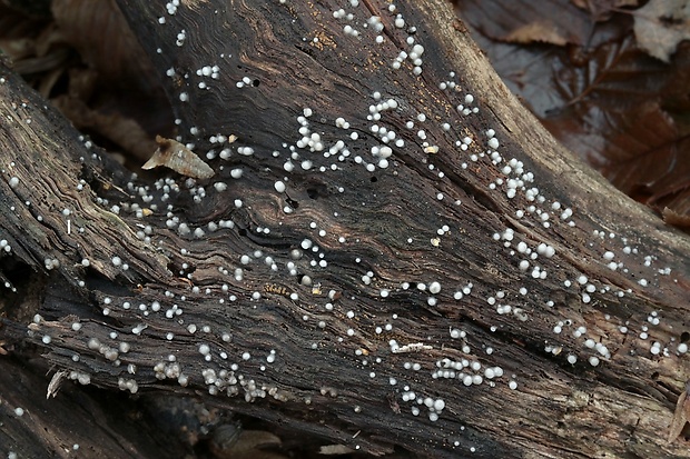 Helicogloea compressa (Ellis & Everh.) V. Malysheva & K. Põldmaa