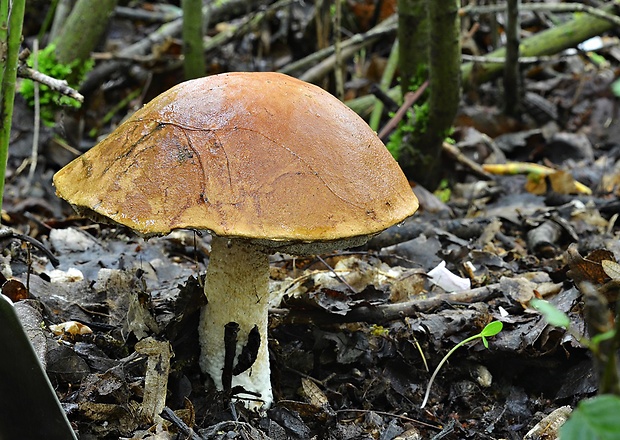 kozák osikový Leccinum albostipitatum den Bakker & Noordel.