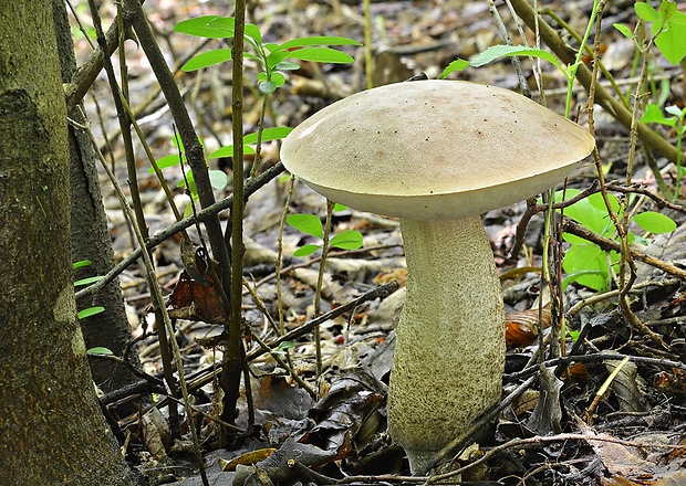 kozák topoľový Leccinum duriusculum (Schulzer ex Kalchbr.) Singer