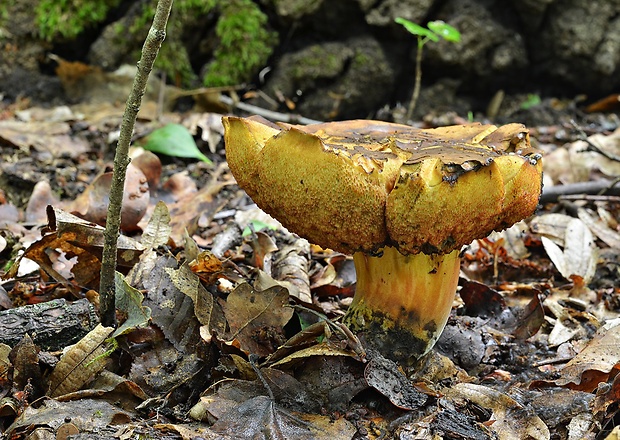 hríb zrnitohlúbikový odfarbený Neoboletus xanthopus (Quél.) Krieglst.