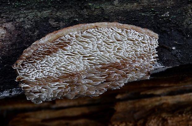 tvarohovník zvlnený Postia undosa (Peck) Jülich