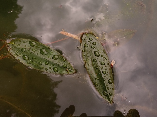 červenavec plávajúci Potamogeton natans L.