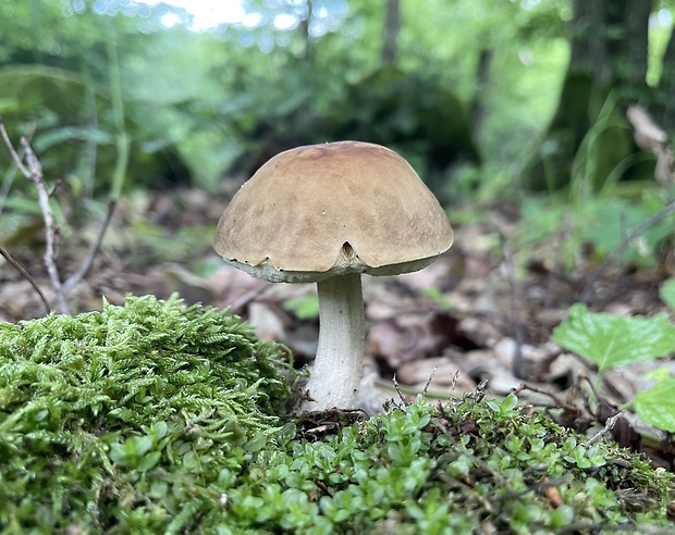 kozák hrabový Leccinum pseudoscabrum (Kallenb.) Šutara