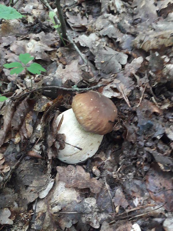 boletus