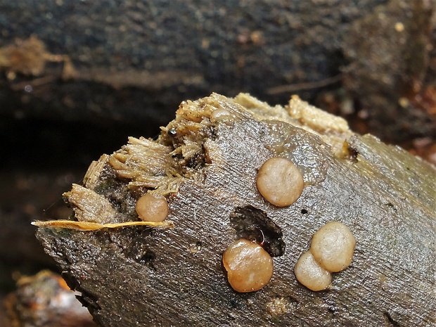 hrubatka Babingtonova Adelphella babingtonii (Berk. & Broome) Pfister, Matočec & I. Kušan