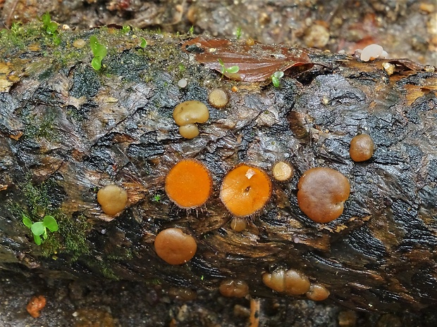 hrubatka Babingtonova Adelphella babingtonii (Berk. & Broome) Pfister, Matočec & I. Kušan